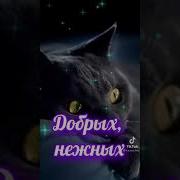Доброй Ночи Котики