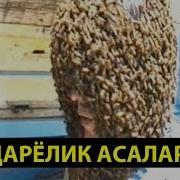 Бошига 8Кг Асалари Ўрнатган Сирдарёлик Ориф Ака