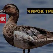 Утка Чирок Трескунок