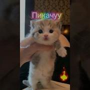 Мушукча Прикол