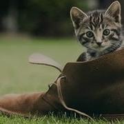 Кот В Тапке