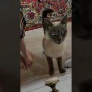Я Тебя Восколько Кормил