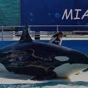 Касатка Океанариум В Майями Miami Seaquarium