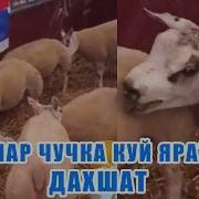 Кайси Куш Чучка Гушти Ейди