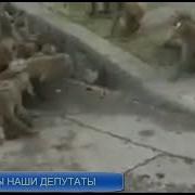 В Винт Песня Про Депутатов И Воров