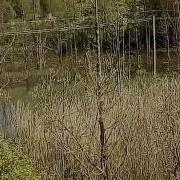 Это Мое Болото Шрек