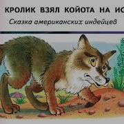 Как Кролик Койота На Испуг