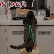 Прикольная Озвучка Животных Видео