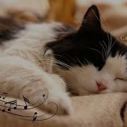 Cat Tamer Relaxing Music