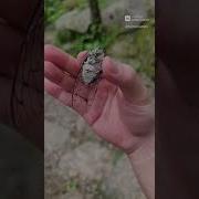 Звук Жука Из Евангелиона