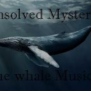 Blue Whale Theme Song All I Want The Deadly Song