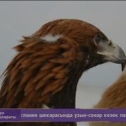 Ұлттық Құндылық Бүркіт Текті Құс