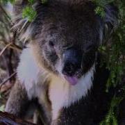 Koalas In The Rain Song