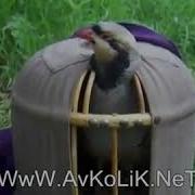Кабки Шикори Турки