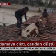 Otlamaya Çıkan Inek Çatıya Düştü