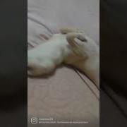 Хватит Меня Снимать Я Хочу Спать