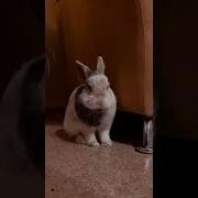 Меме Как Тигр Делает