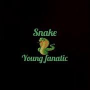 Young Fanatic Snake