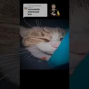 Ахахах Дай Фон