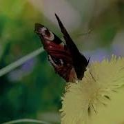 Одуванчики Мои Одуванчики Мила Василек