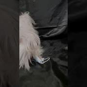 Заебался Короновирус Маски Заебли