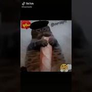 Кот Француз
