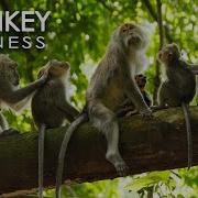 Monkey Forest