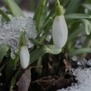 Весенняя Мелодия Spring Melody