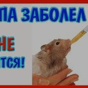 Заболел Хомячок Степашка Хомяк Болеет Степу Уже Не Вылечить