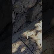 Рычание Ящерицы