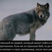 Песня Орлы Кавказа Ингуши