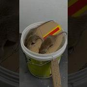 It S A Mouse Trap