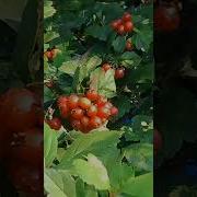 Родина Моя Забытая Родина Моя Безмолвная