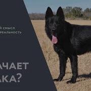 Собаки Сталкеры