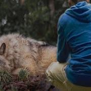 Этот Мужчина Спас Волчицу А Потом Через Несколько Лет Она Спасла Его Жизнь