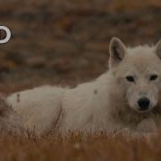 The Wolf Queen And Cubs Kingdom Of The White Wolf