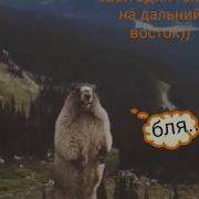 Какое То Животное Кричит Смешно