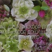 Дала Декъал Войла Хьо Сан Хьоме Йиши К1Ант