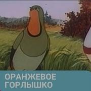 В Бианки Оранжевое Горлышко