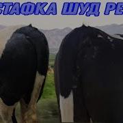 Бука К