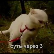 Видео Про Чеширского Кота Прикол
