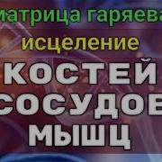 Матрица Гаряева Кости Сосуды Мышцы