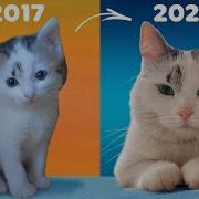 Реакция На Канал Анука Давайка