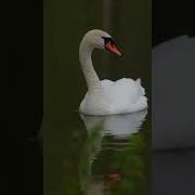 Звук Воспоминания Для Видео