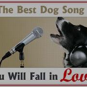 Luis Fonsi Despacito Dog Version Dog Song