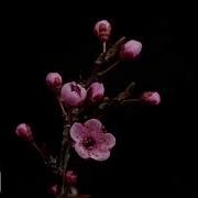 Qadriga Yeting Feruzabonu Sherlari Mp4
