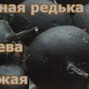 На Огороде Чёрная Редька