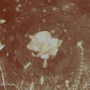 Discover Laura Van Dam Feat Dan Soleil Never Feel Alone Again On Your Favorite Streaming Platform