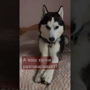 Хаски Ожидание Реальность Shorts Хаски Tiktok