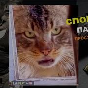 Драка Котов Озвучка